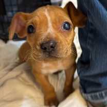 Thumbnail photo of Kallen Rua (TN) sweet! #2