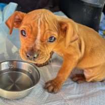 Thumbnail photo of Kallen Rua (TN) sweet! #1