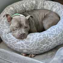 Thumbnail photo of Fig #2