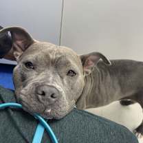 Thumbnail photo of Fig #3