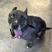 Thumbnail photo of Major #1