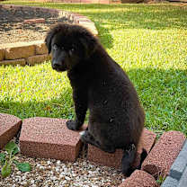 Thumbnail photo of Harry #2