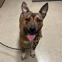 Thumbnail photo of Tazz #2