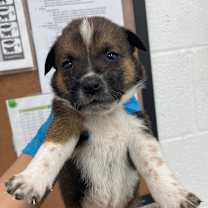 Thumbnail photo of Uber U2 #2