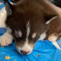 Thumbnail photo of Bruce (Beige Collar) #2