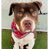 Thumbnail photo of Tank(89) #1