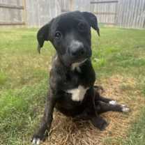 Thumbnail photo of Cranberry #1