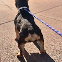 Thumbnail photo of Dominique #3