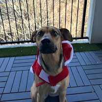 Thumbnail photo of Harley #2