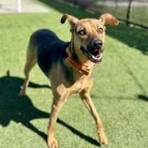 Thumbnail photo of Harley #3