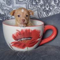 Thumbnail photo of Hazelnut #3