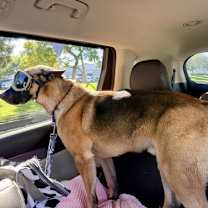 Thumbnail photo of Gunther #4