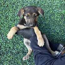 Thumbnail photo of Georgia* #2