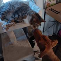 Thumbnail photo of Princessa #4