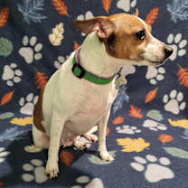 Thumbnail photo of Melody #3