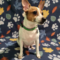 Thumbnail photo of Melody #4