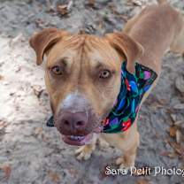 Thumbnail photo of Cannoli #4