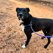 Thumbnail photo of Buck #3