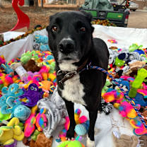 Thumbnail photo of Buck #4