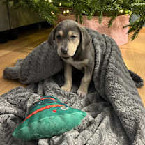 Thumbnail photo of Arya #3