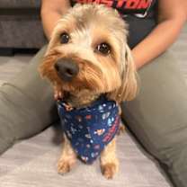 Thumbnail photo of Hershey #2