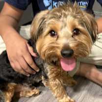 Thumbnail photo of Hershey #4