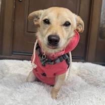 Thumbnail photo of Lacey #2