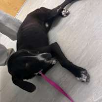 Thumbnail photo of Melman 532 #1