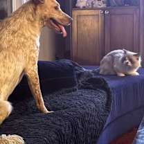 Thumbnail photo of Luna Love #4