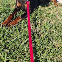 Thumbnail photo of Diesel #1