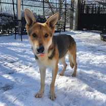 Thumbnail photo of Despereaux #3