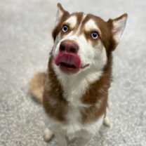 Thumbnail photo of Senna #1