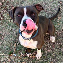 Thumbnail photo of Diamond #2