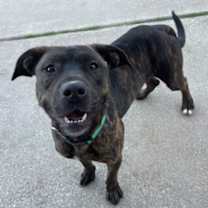 Thumbnail photo of Tom #2