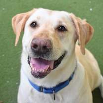 Thumbnail photo of Yuki #3