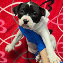 Thumbnail photo of Windstar #1