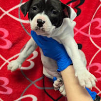 Thumbnail photo of Windstar #2