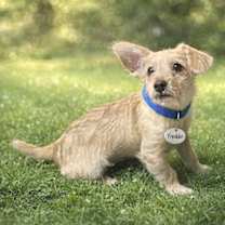 Thumbnail photo of Freddie #3