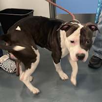 Thumbnail photo of Chocolate Chip #2