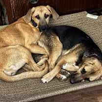 Thumbnail photo of Mocha (and Hershey) #3