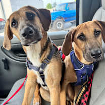 Thumbnail photo of Mocha (and Hershey) #1