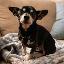 Thumbnail photo of Juliet #3