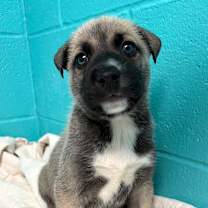 Thumbnail photo of Sgt. Al Powell #1