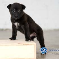 Thumbnail photo of Quest #2