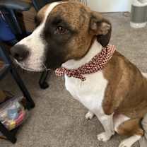 Thumbnail photo of Lola #2