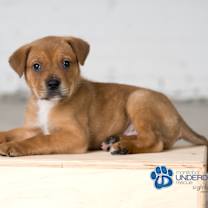 Thumbnail photo of Hennepin #1