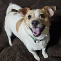 Thumbnail photo of Jack #2