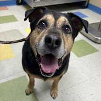 Thumbnail photo of Chief #1