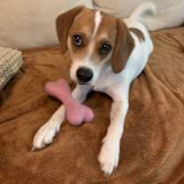 Thumbnail photo of Moose #1