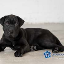 Thumbnail photo of Yoru #1